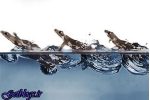 شناسایی رازهای مارمولکی که روی آب می دود